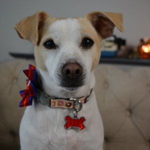 Flower bow for dog's collar